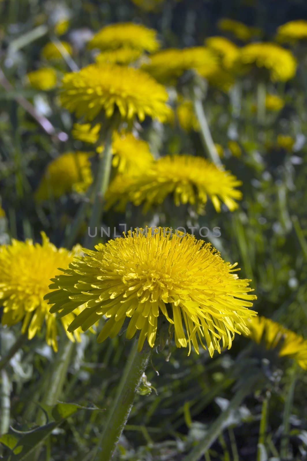 A lot of dandelion flowers in a green meadow