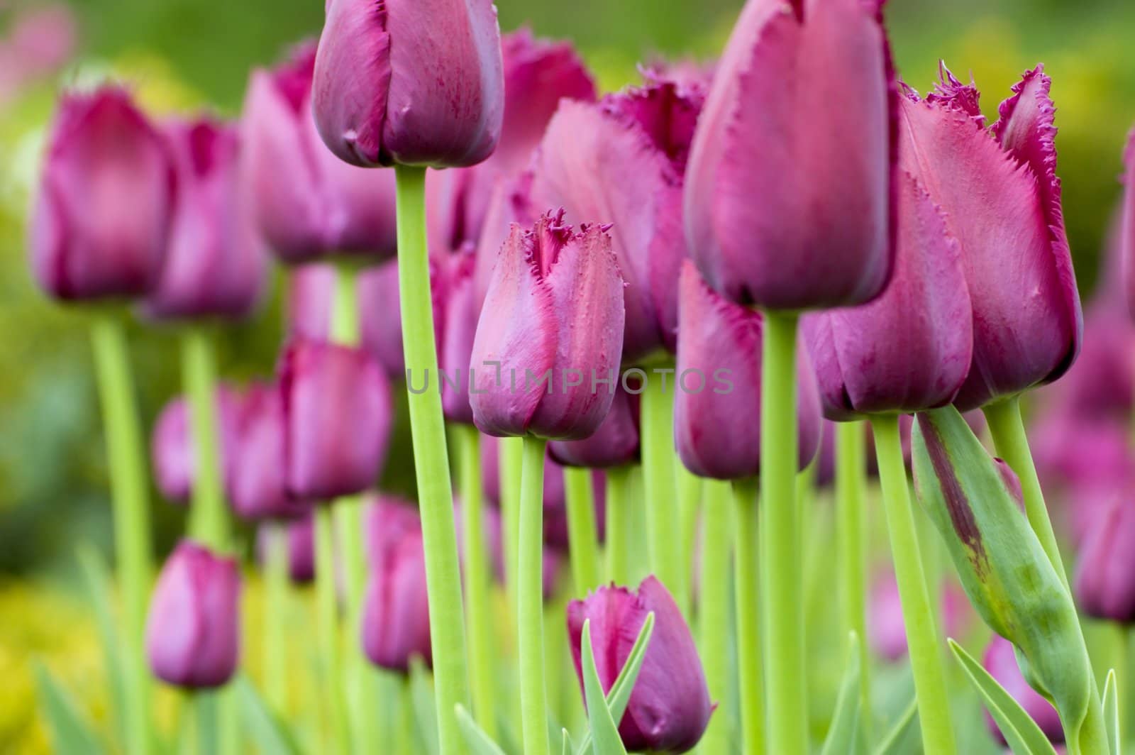 close up of raspberry pink tulip on dark background