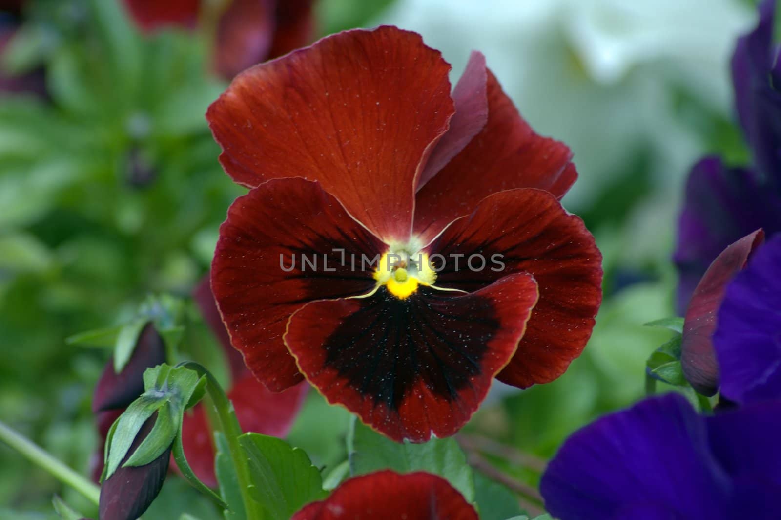 Purpure and violet flowers on green background