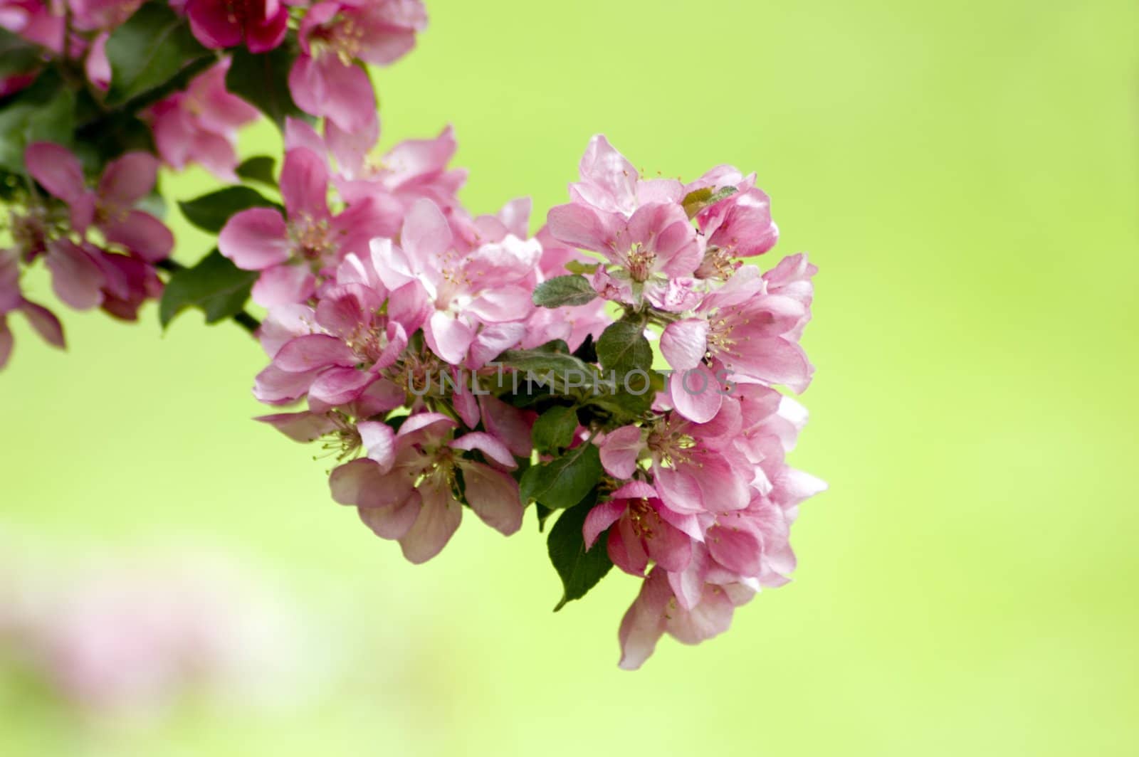 Apple blossom and bee against green background