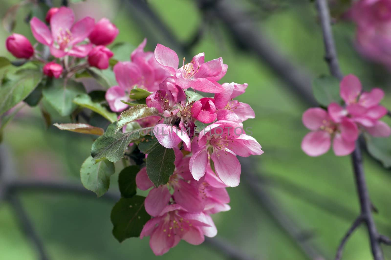 Apple blossom and bee against green background