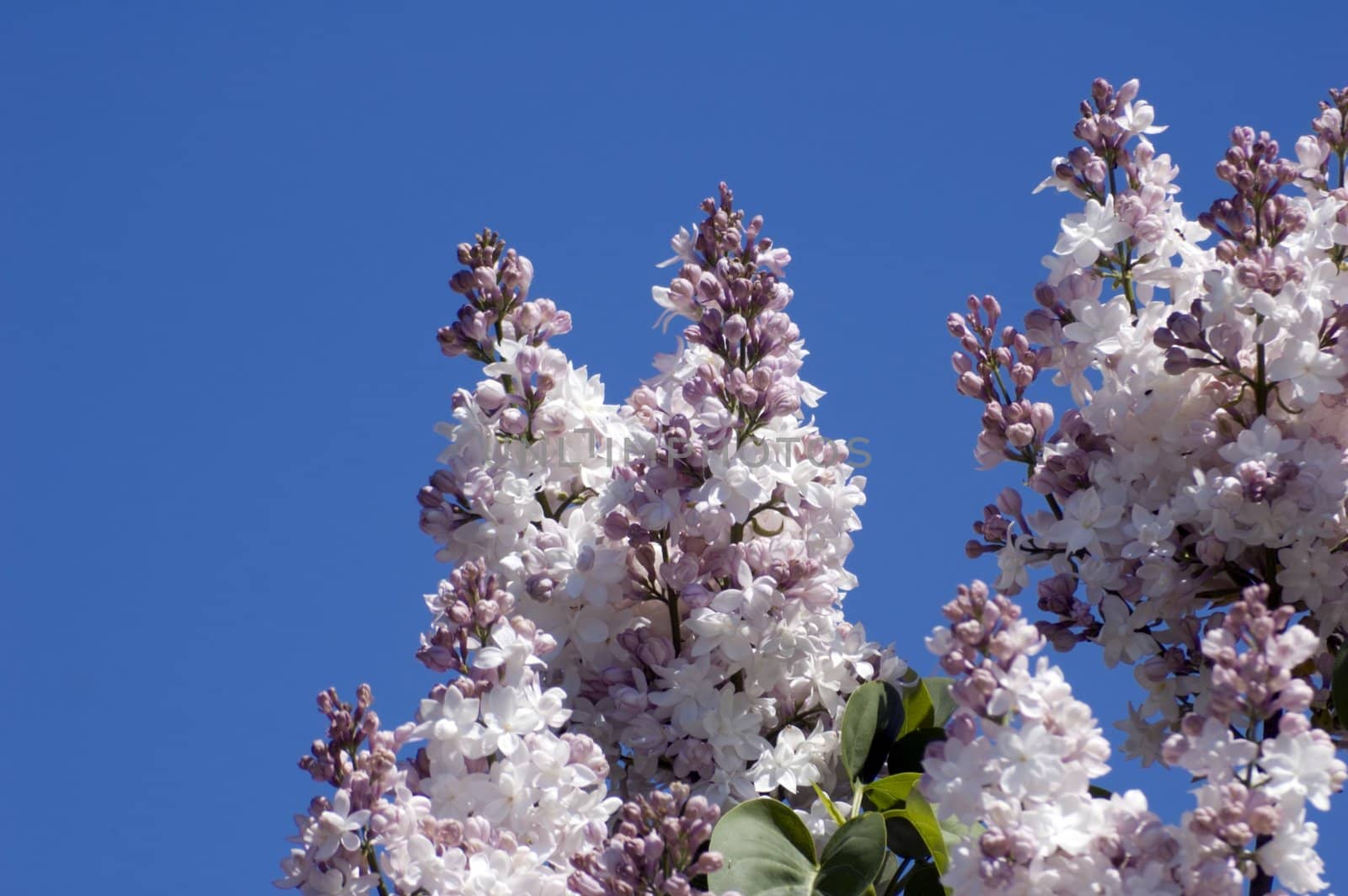 Lilac flowers on blue sky background