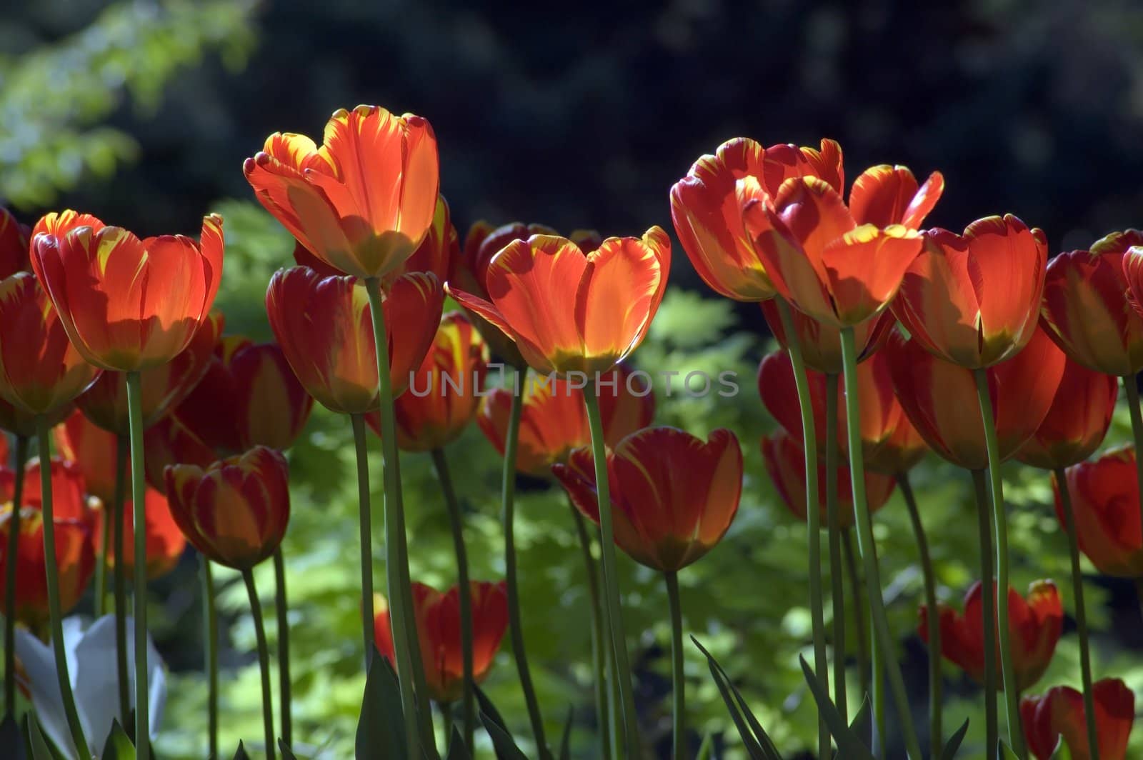 close up of red pink tulip on dark background