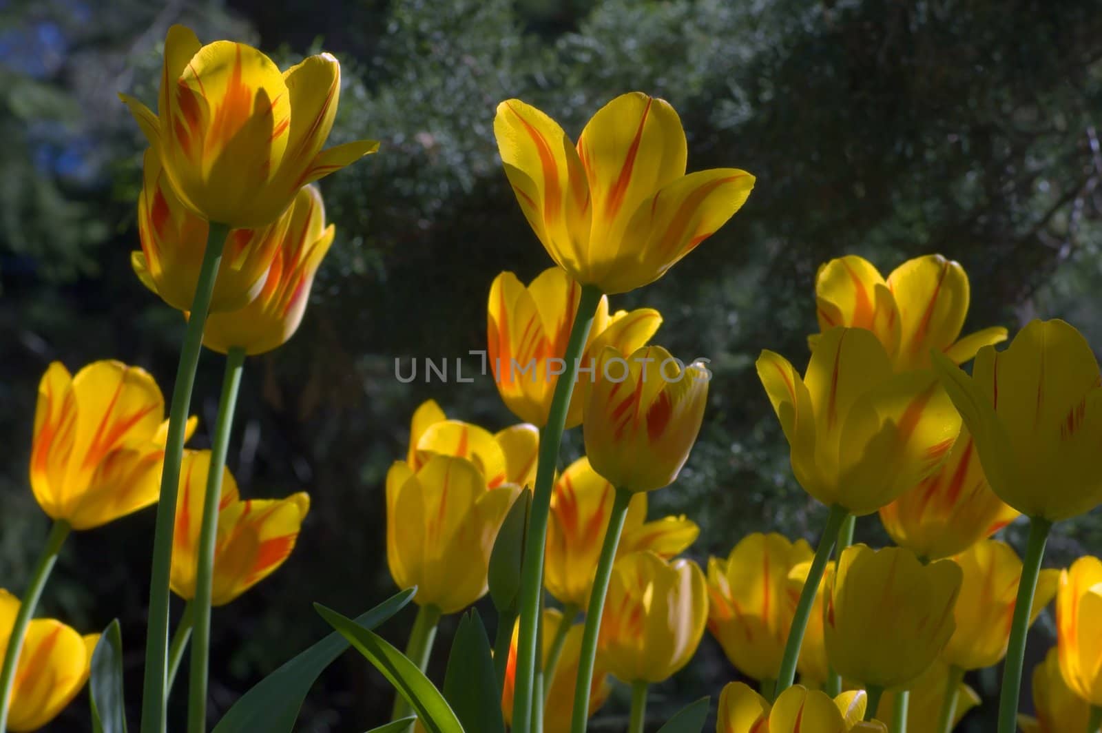 close up of red and yellow tulips at sunset