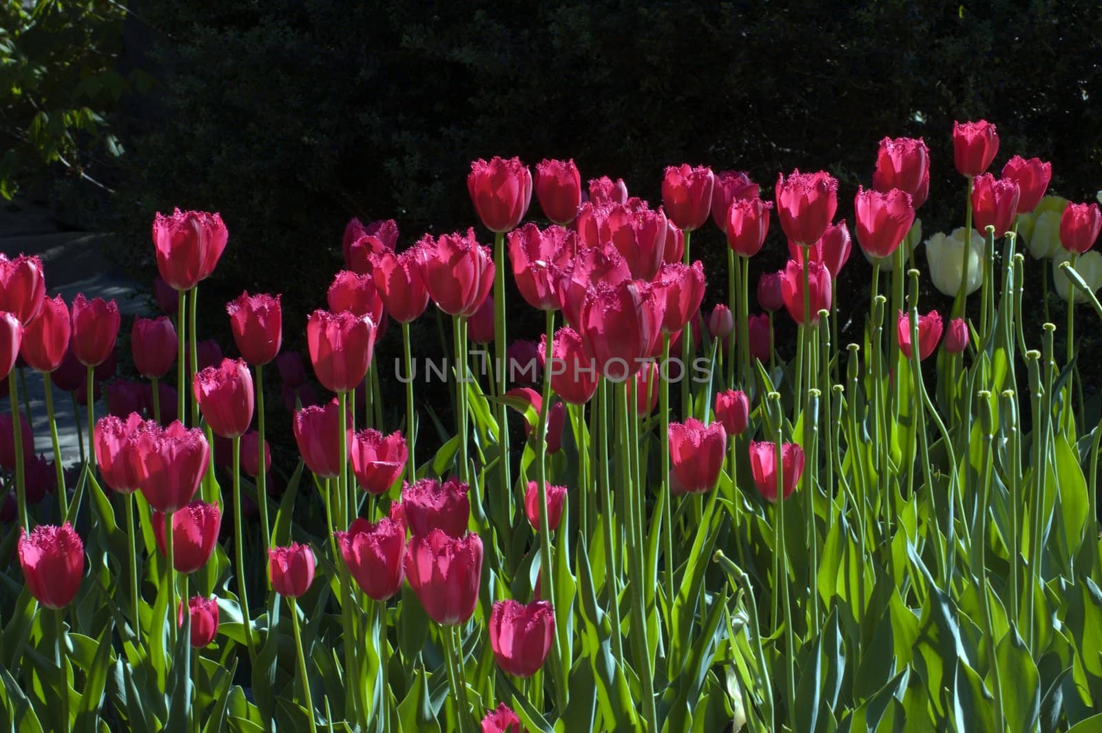 raspberry pink tulip on dark background