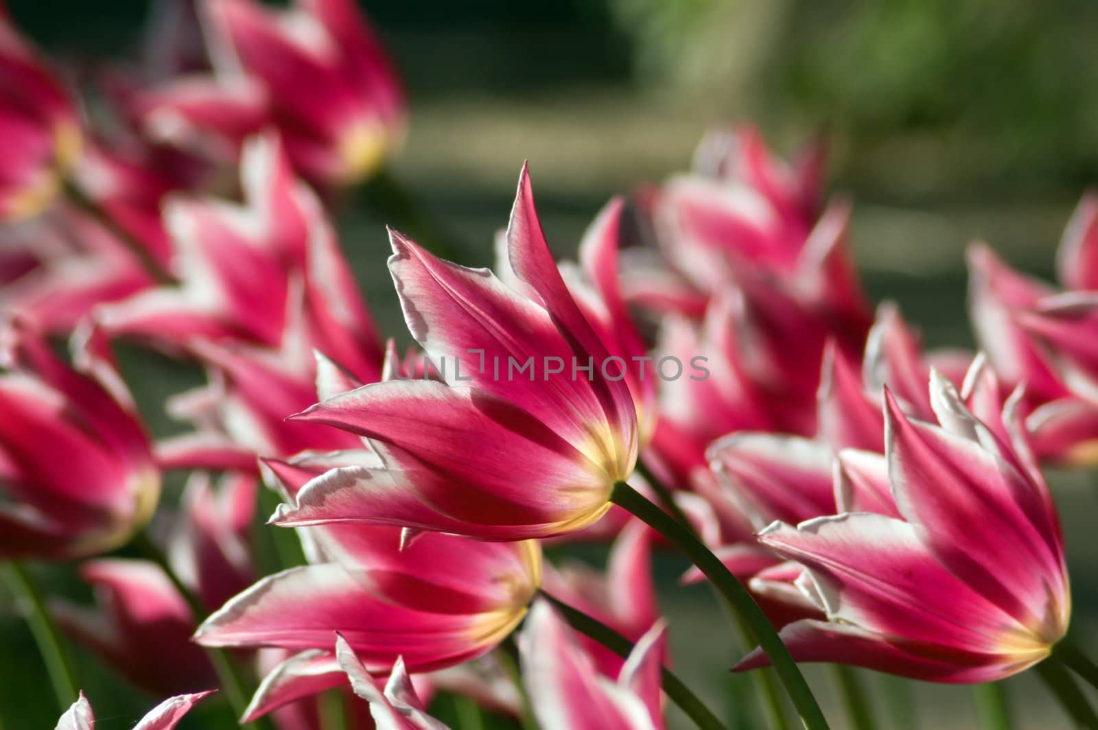 close up of raspberry pink and white tulip on dark green background