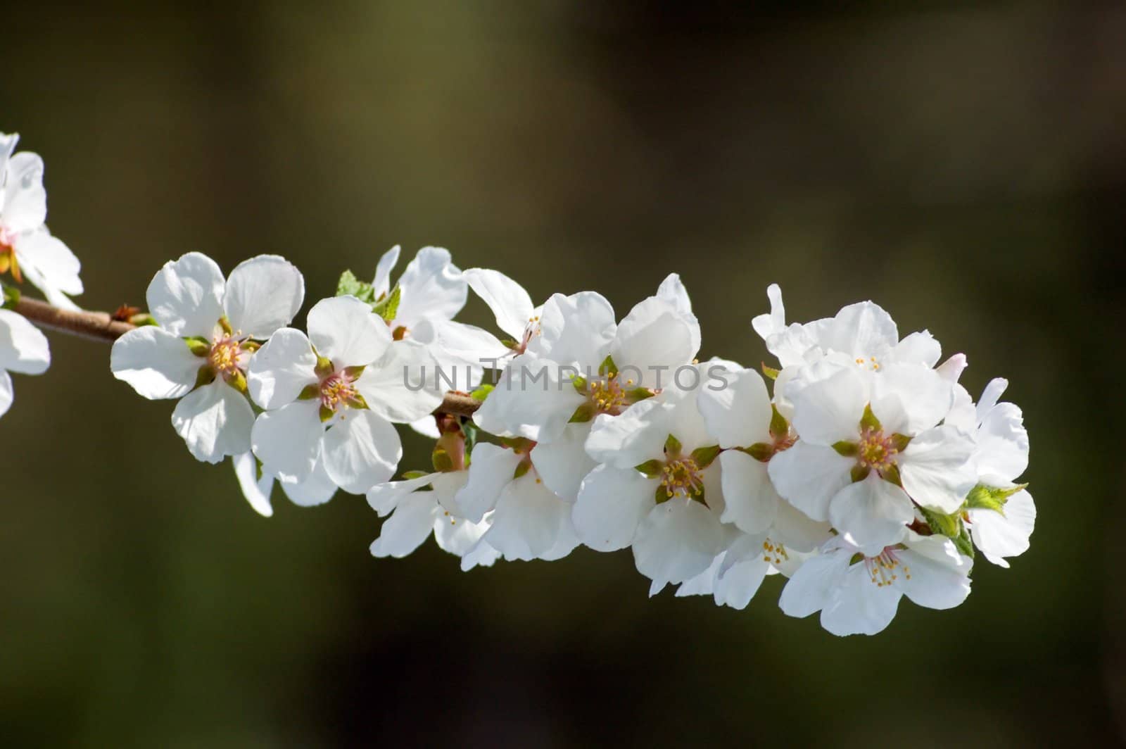 Closeup of crabapple blossoms on light background