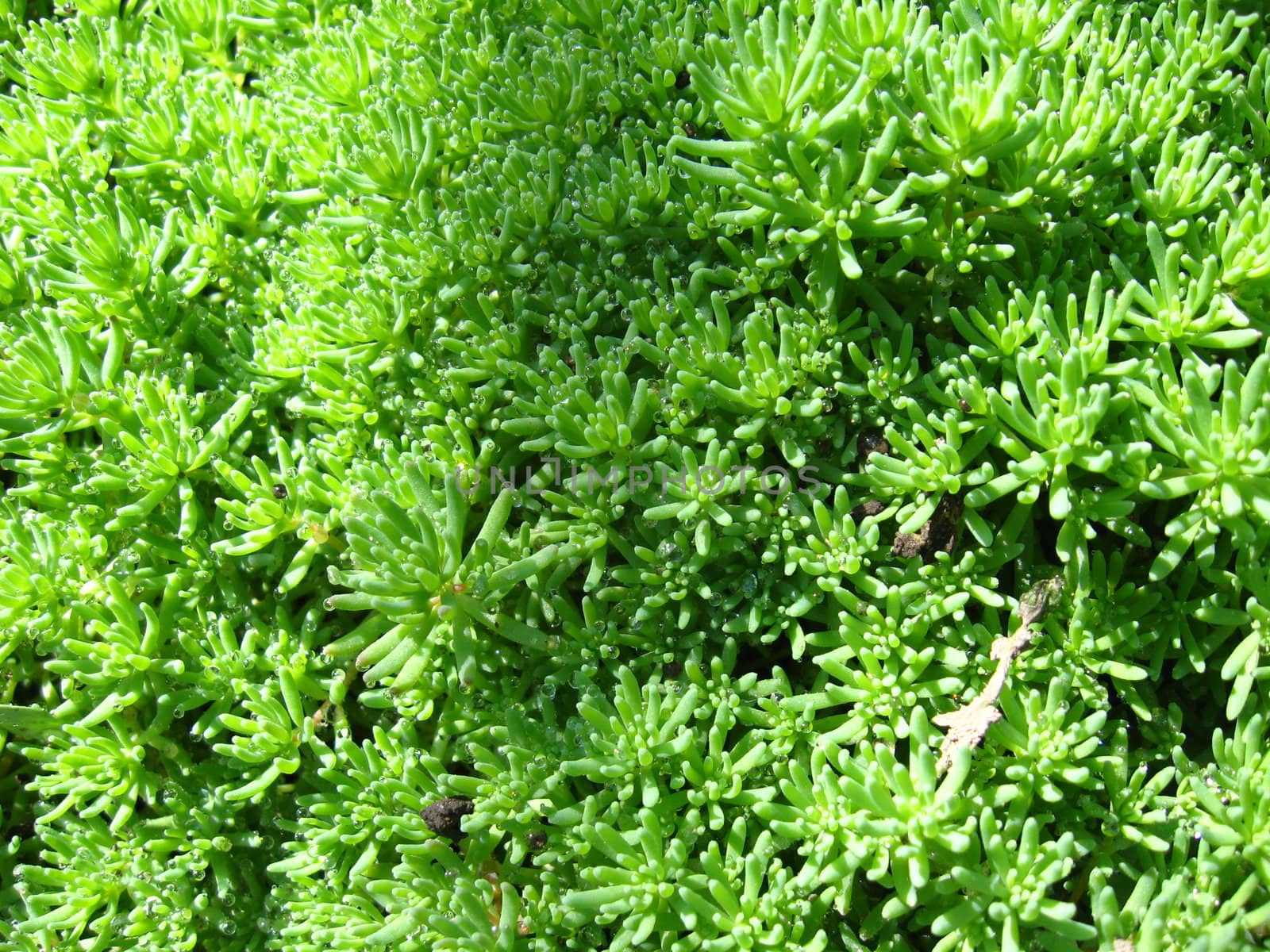 image of nice pattern from green leaves