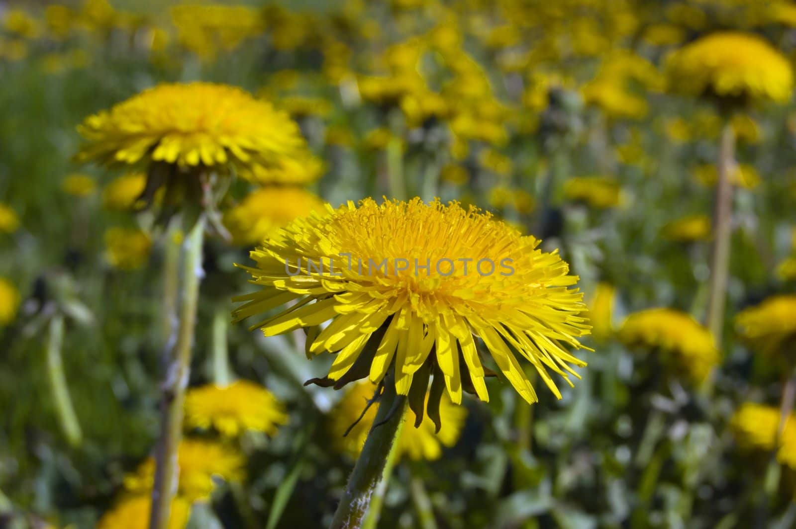 dandelion by PavelS