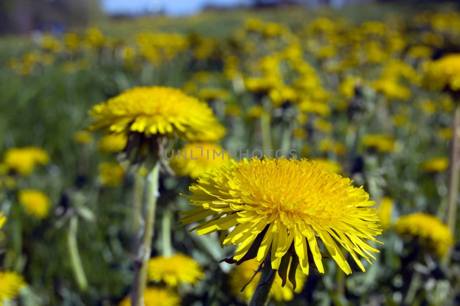 A lot of dandelion flowers in a green meadow