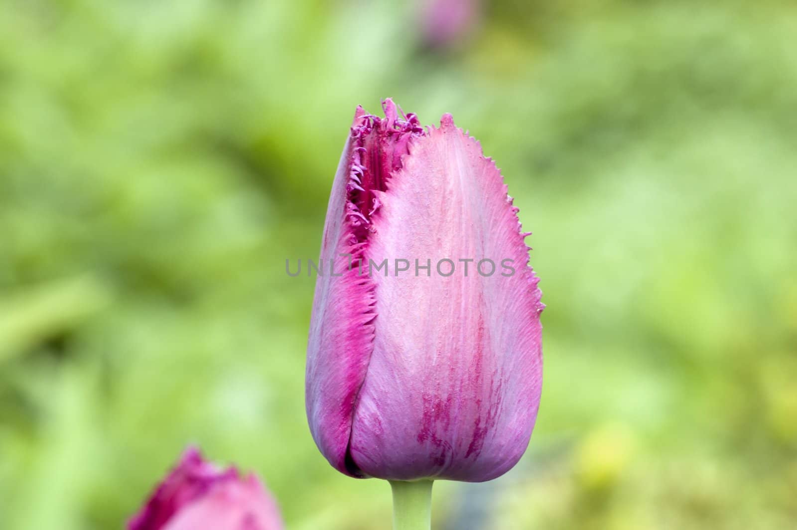 close up of raspberry pink tulip on dark background