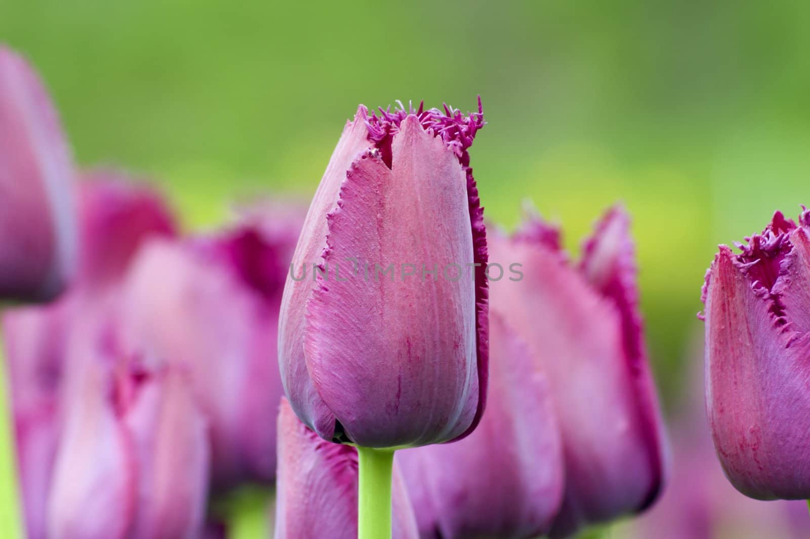 tulip by PavelS