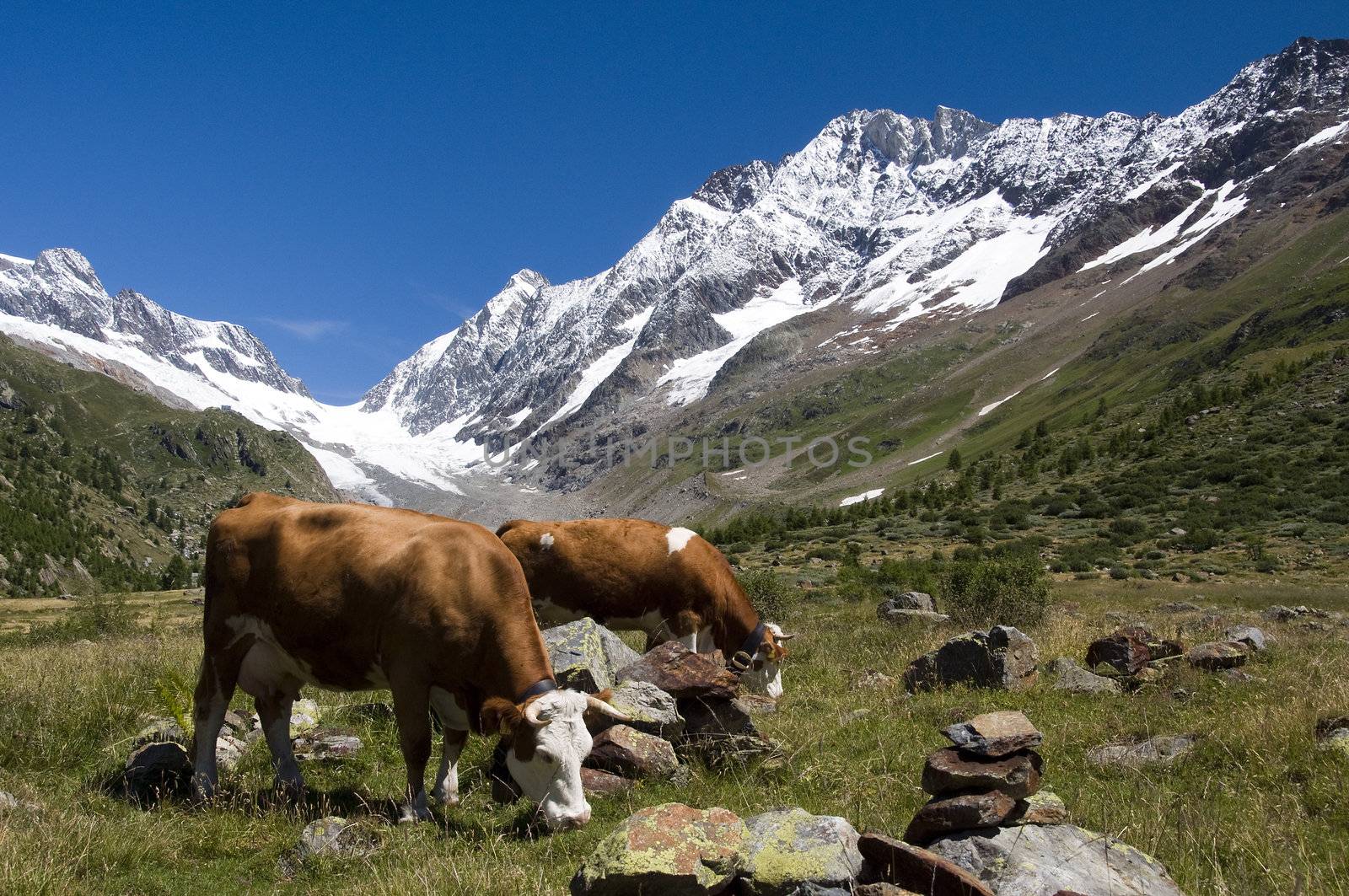 cows in Switzerland by compuinfoto