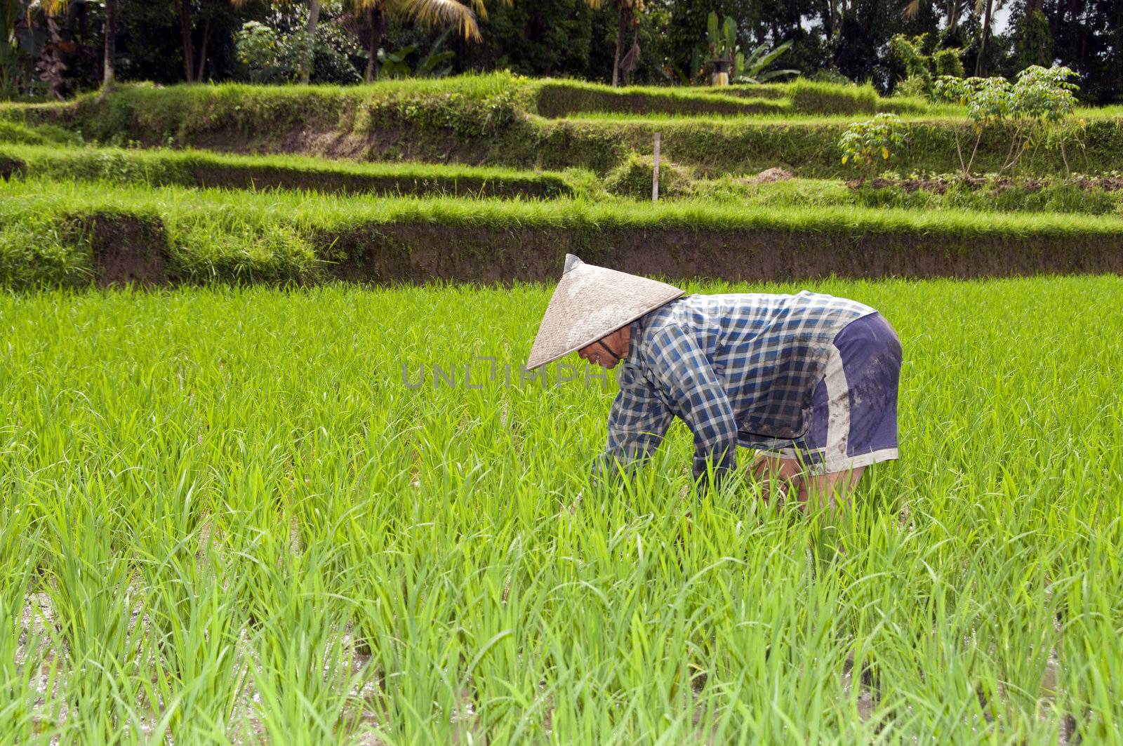 Woman on rice field on Bali by compuinfoto