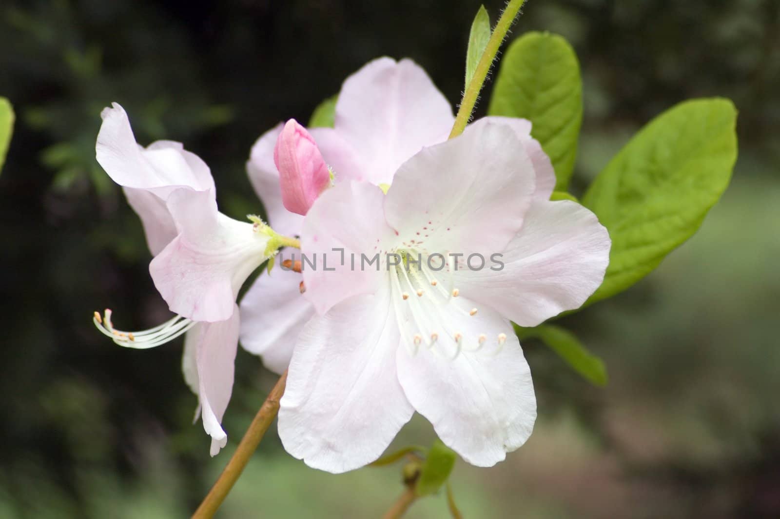 White apple blossom against blur background
