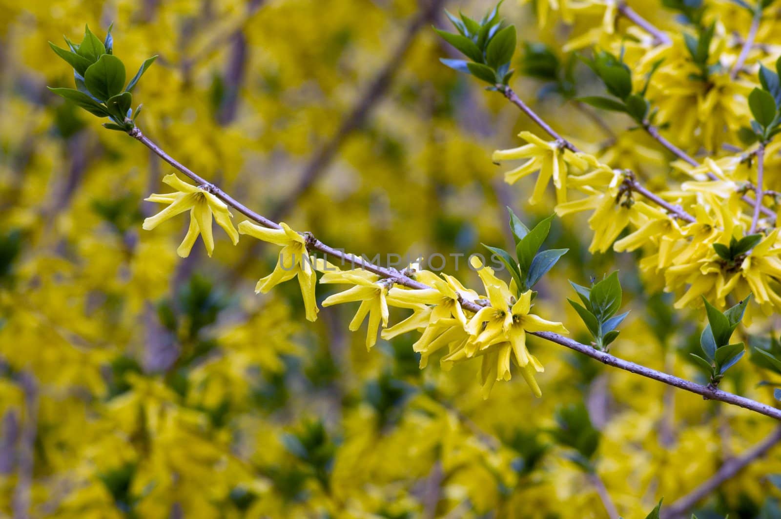 Yellow flovers on forsythia branches on blue background