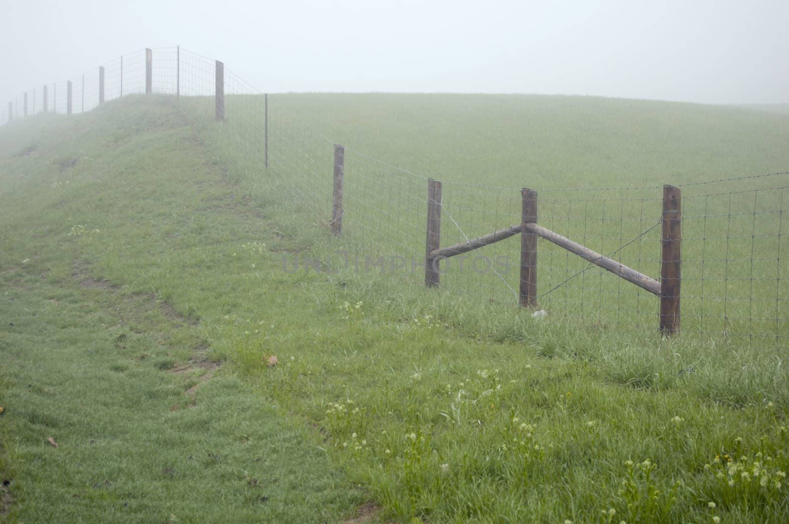 fence posts disappearing into the mist