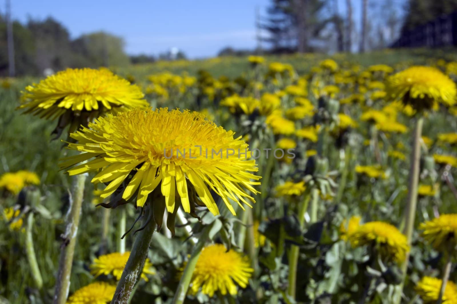 A lot of dandelion flowers in a green meadow