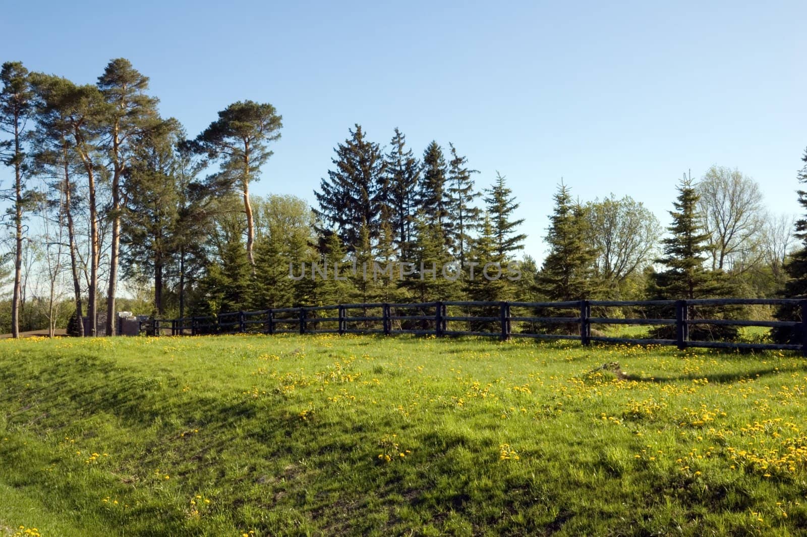 Pine trees and green grass in sunset lit