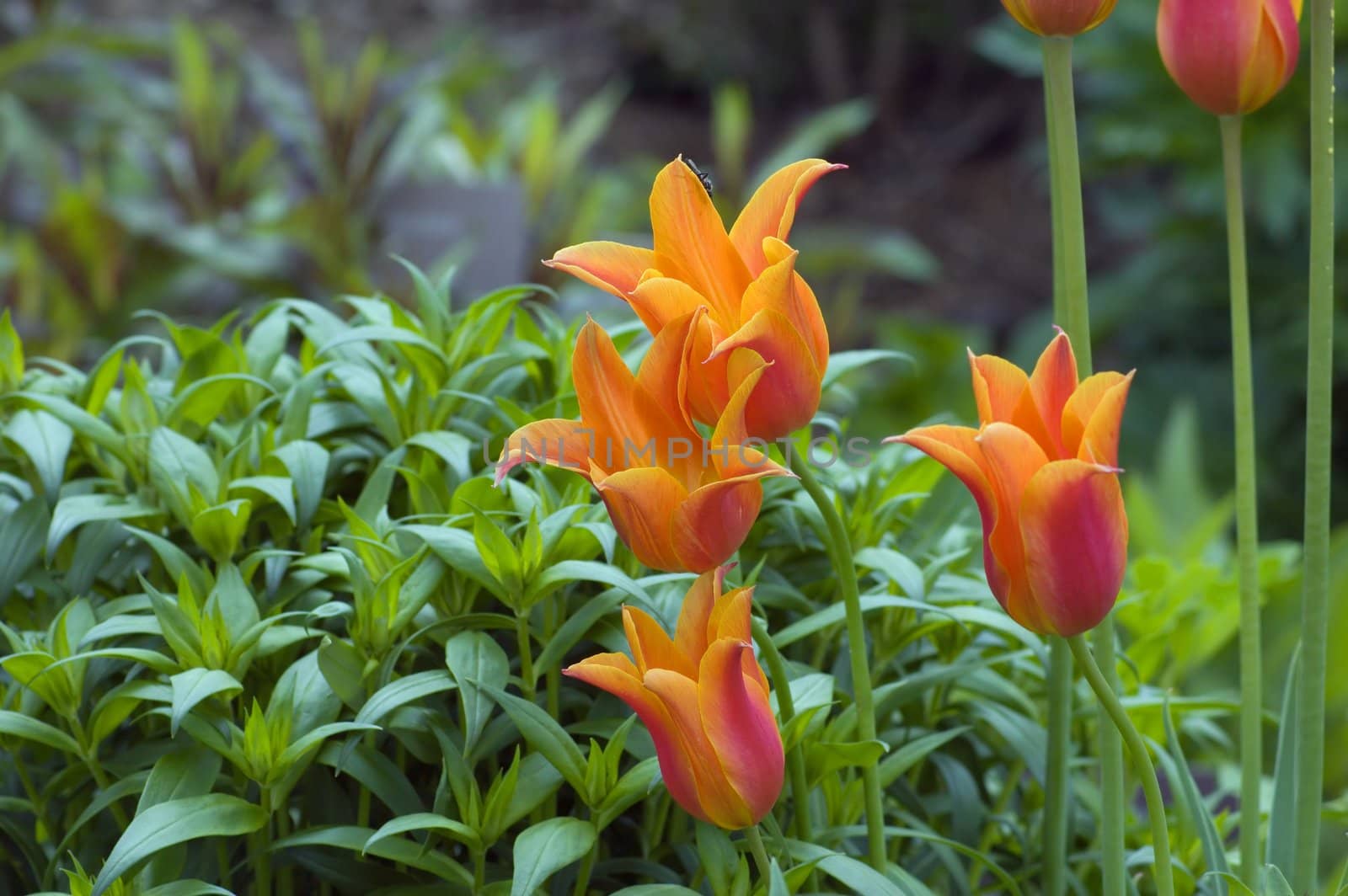 close up of orange tulips on green background