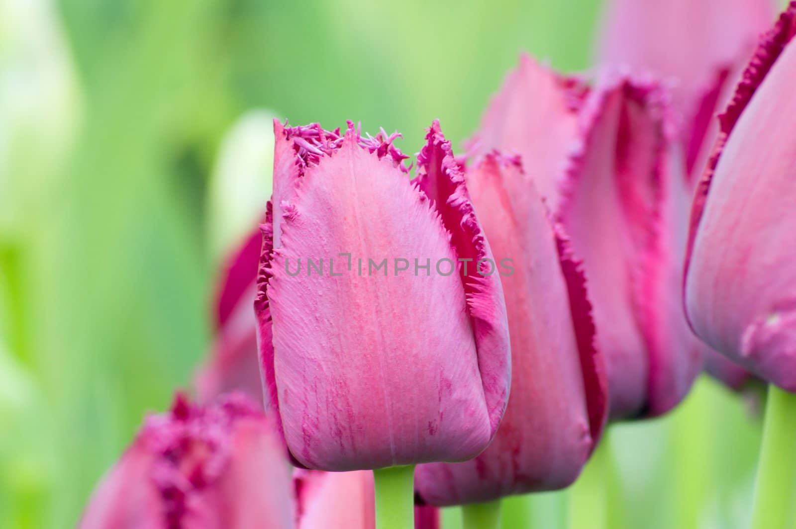 close up of raspberry pink tulip on dark background