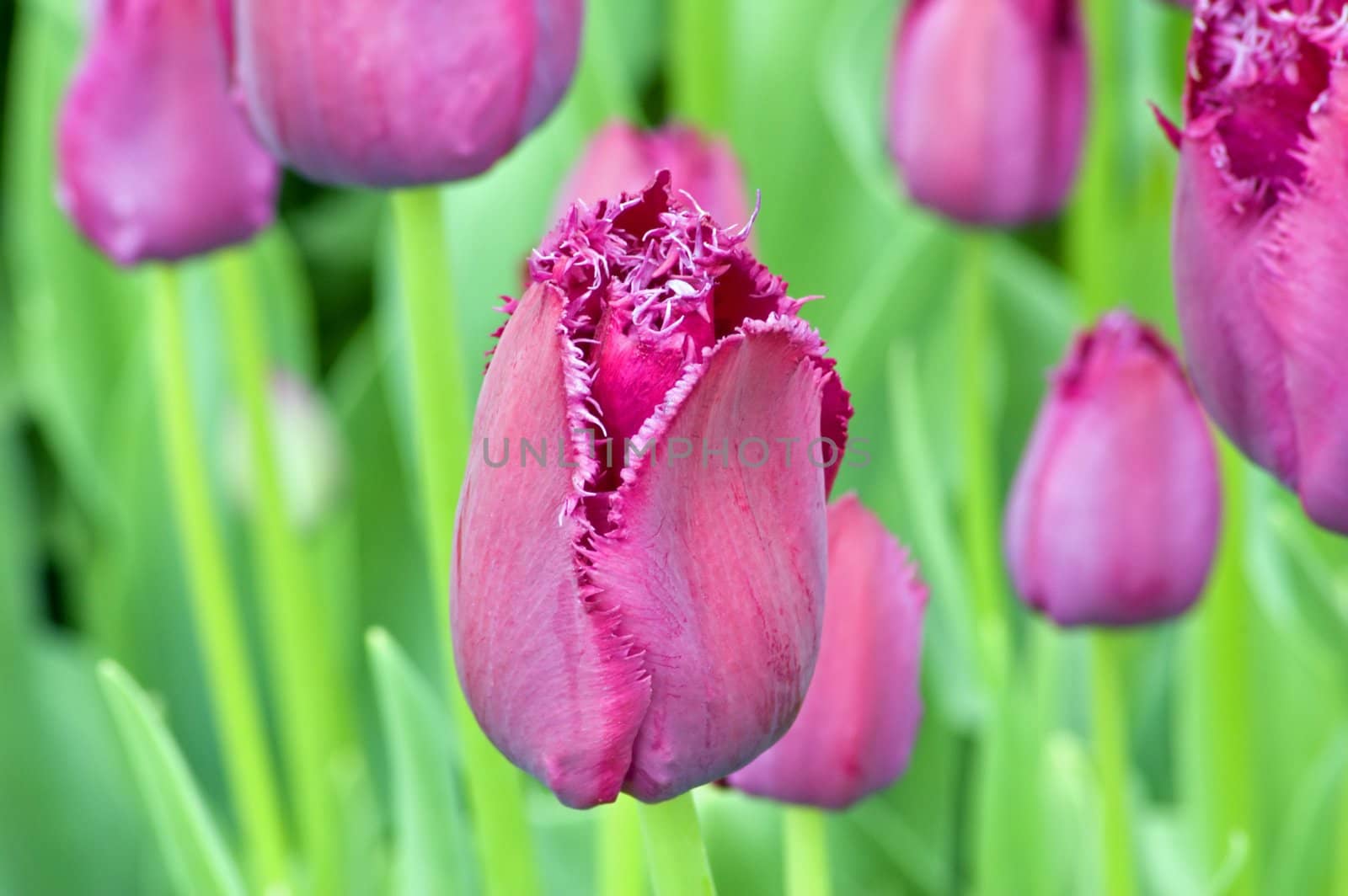 close up of raspberry pink tulip on dark background