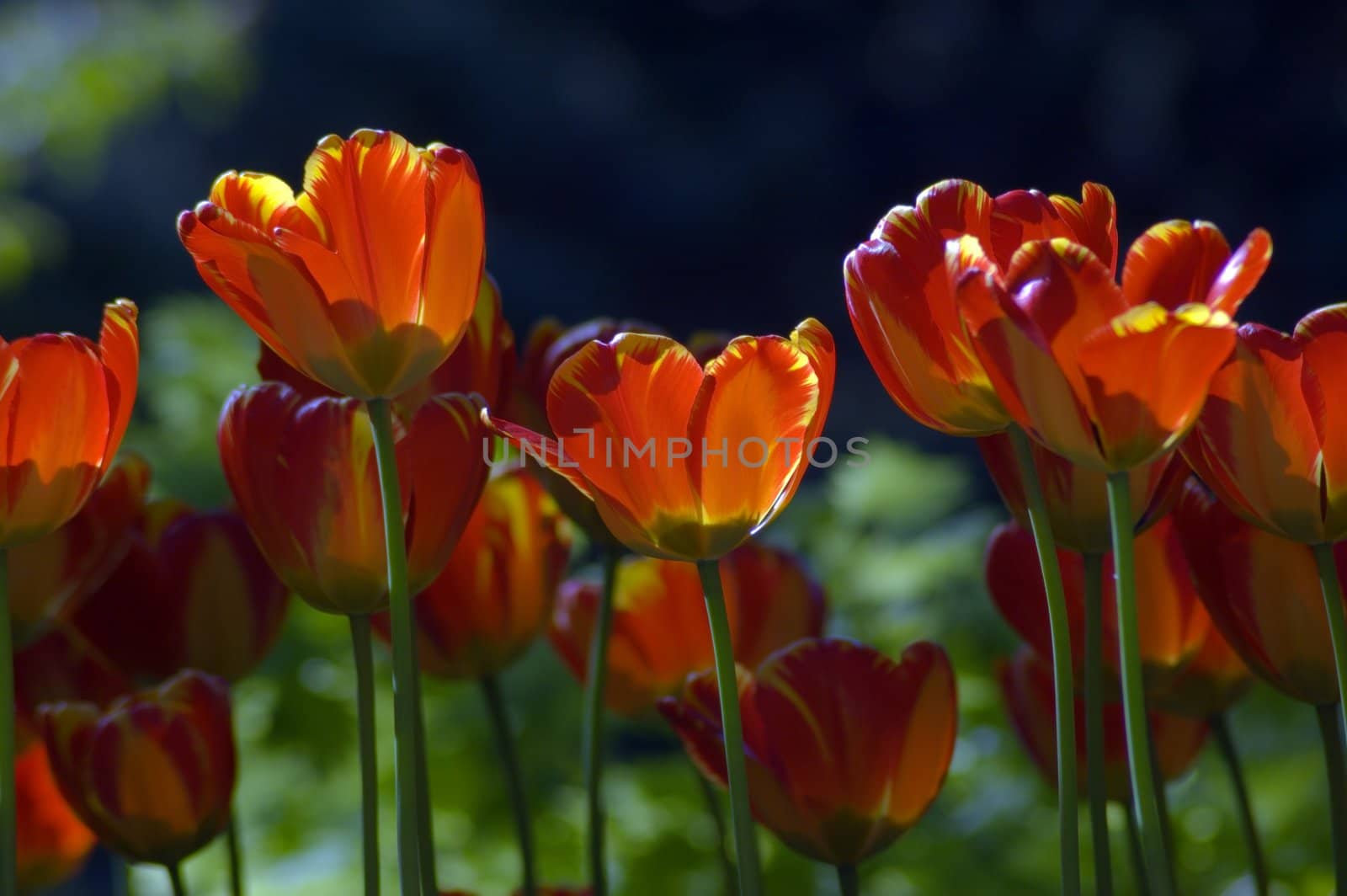 close up of red and yellow tulips at sunset