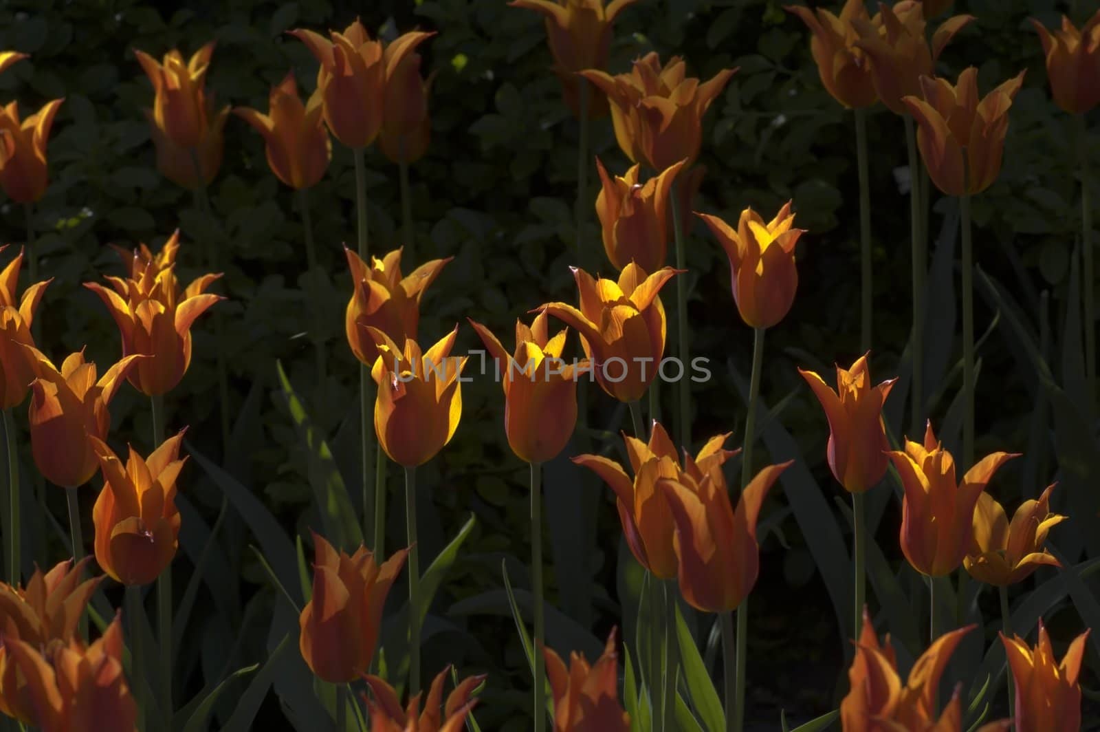 orange tulips on dark background