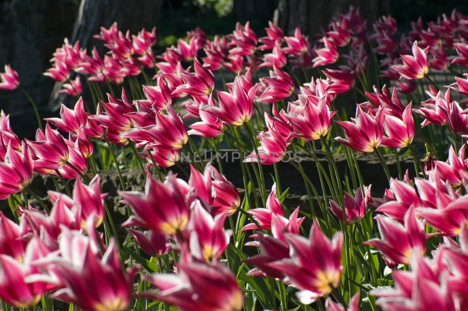 close up of raspberry pink and white tulip on dark green background