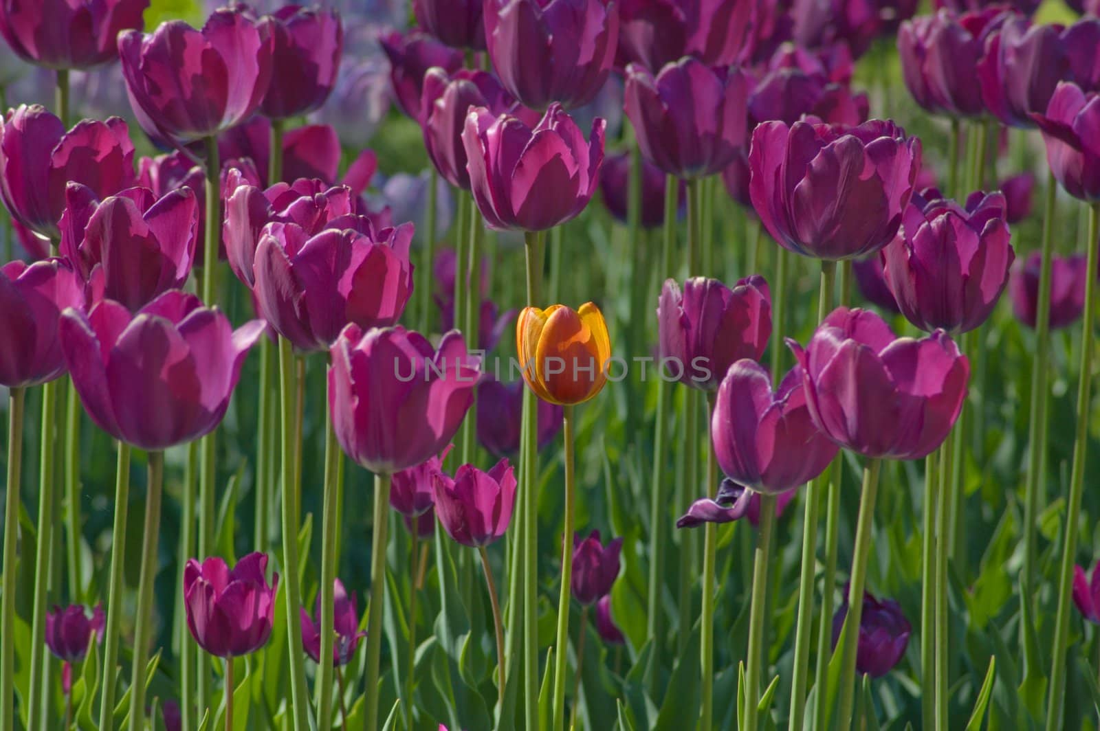 close up of red and yellow tulip at sunset