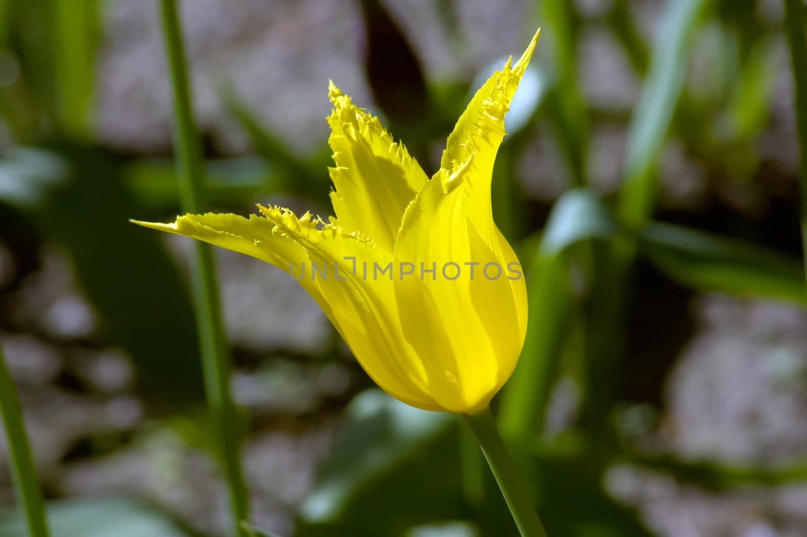 close up of yellow tulip on dark background