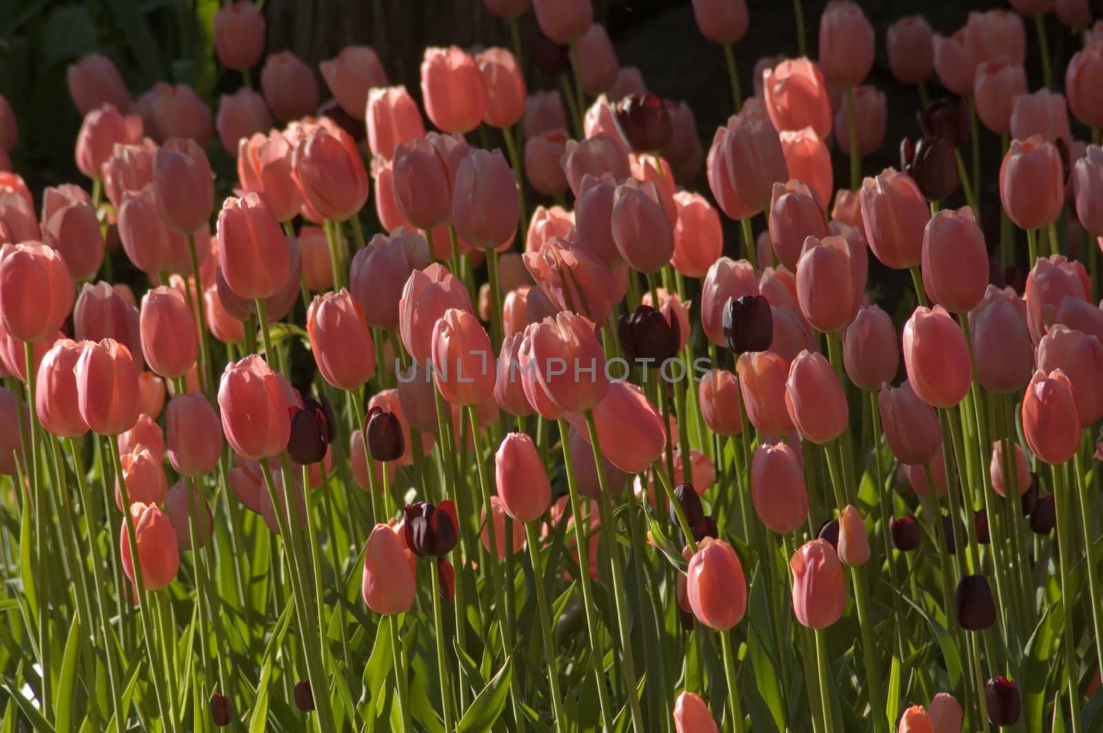 pink and orange tulips on dark background