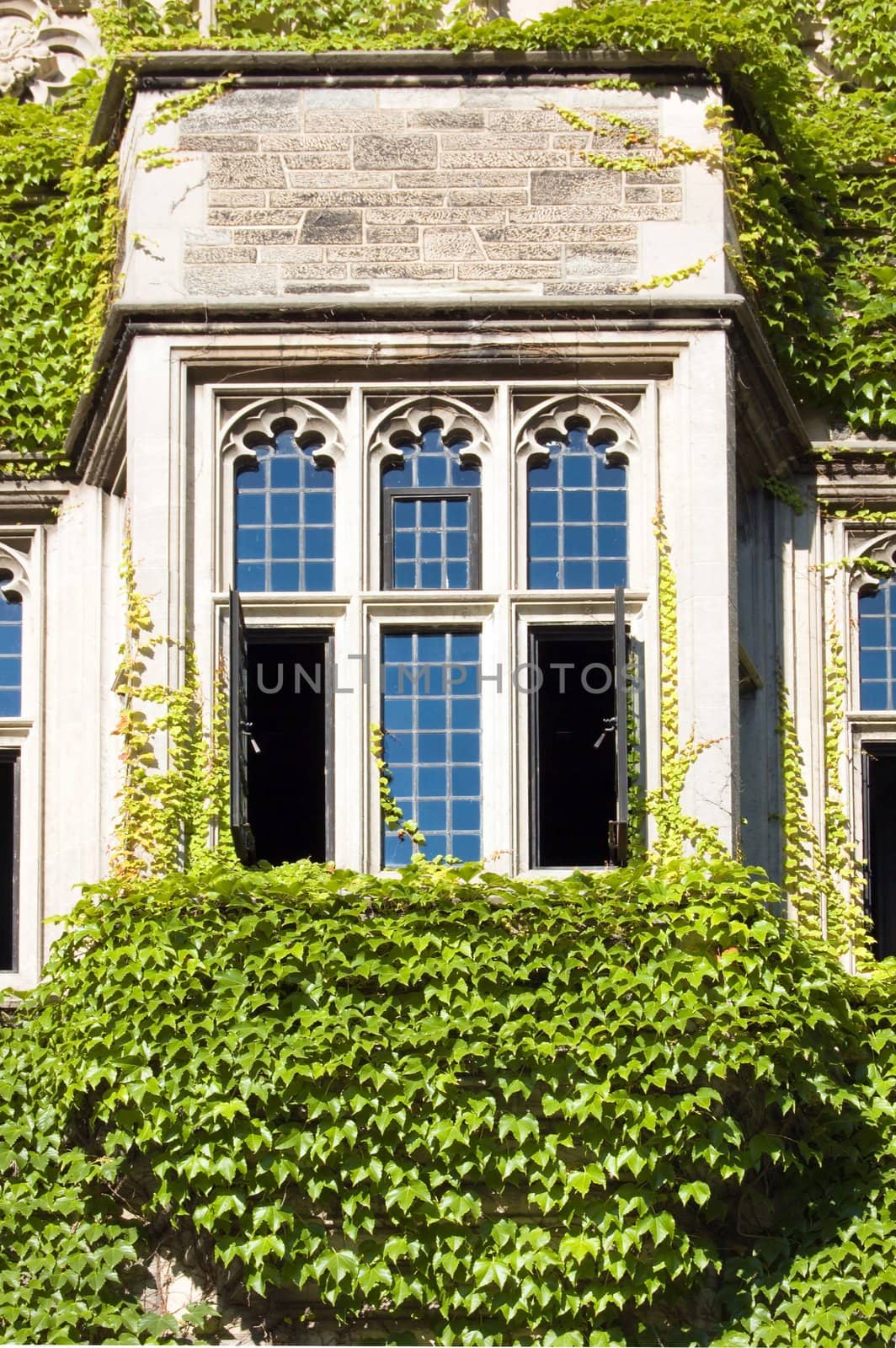 wall of old building, covered by ivy in sunlite