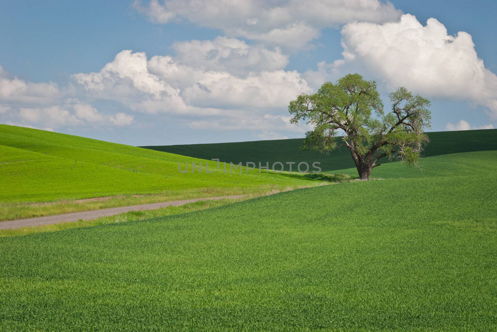 Lone tree and green wheat fields in early summer, Whitman County, Washington, USA