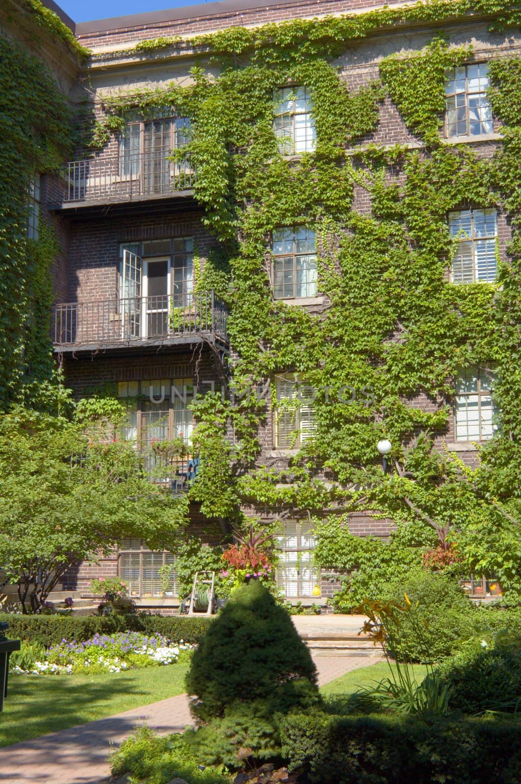 wall of old building, covered by ivy in sunlite