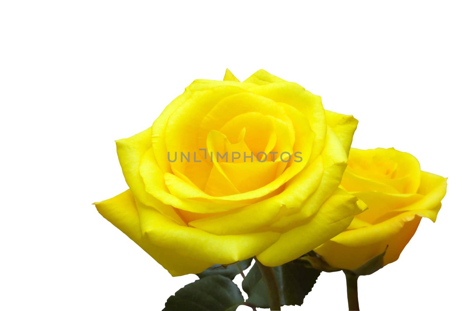 Isolated yellow roses