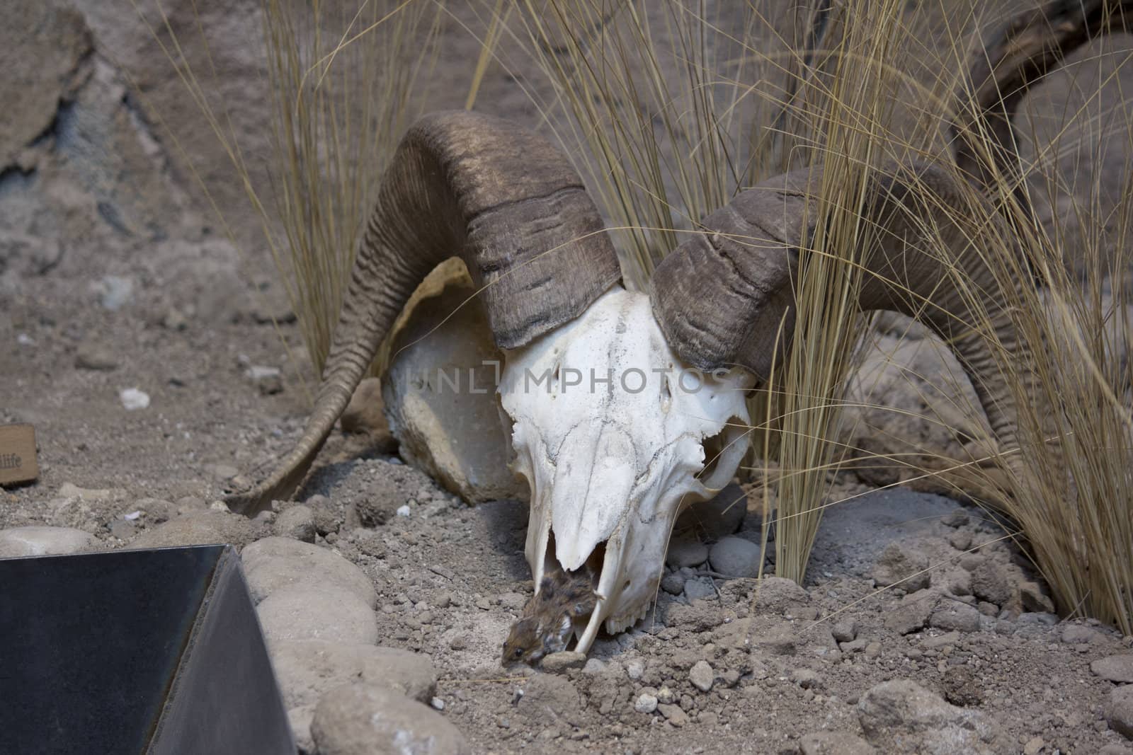 a big horn sheep skull in the desert