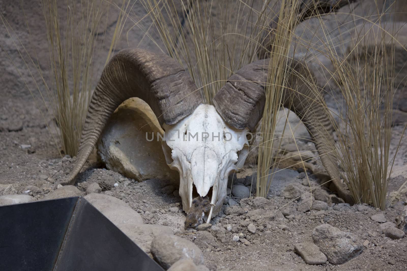 a big horn sheep skull in the desert