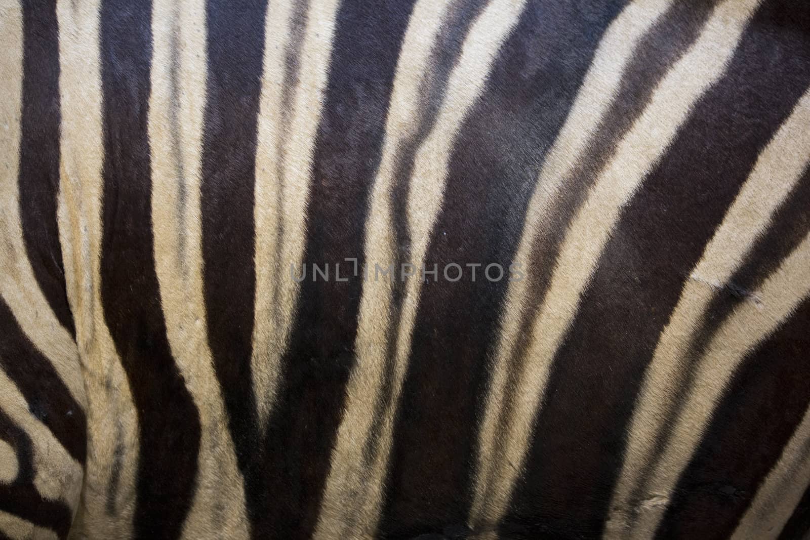 close up of zebra fur or skin.