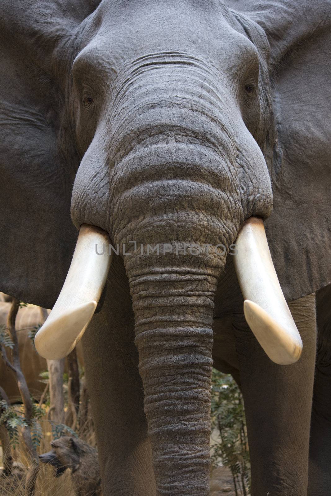 wild elephant face. close up macro shot.