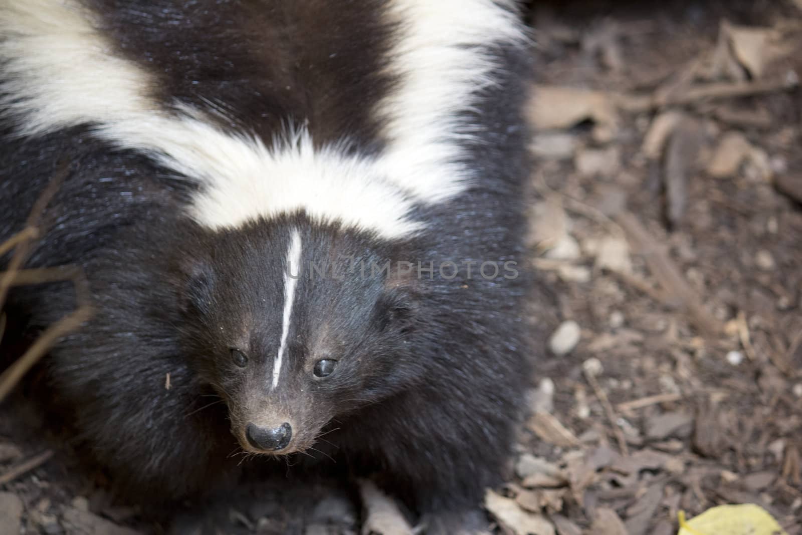 skunk looking at teh camera in daylight