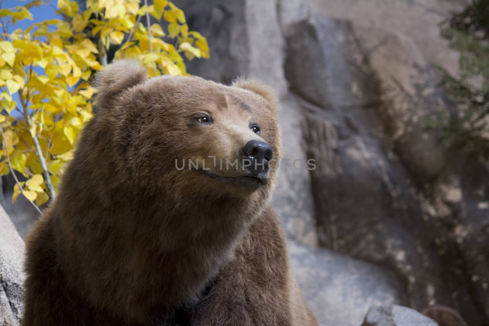 brown bear by jeremywhat