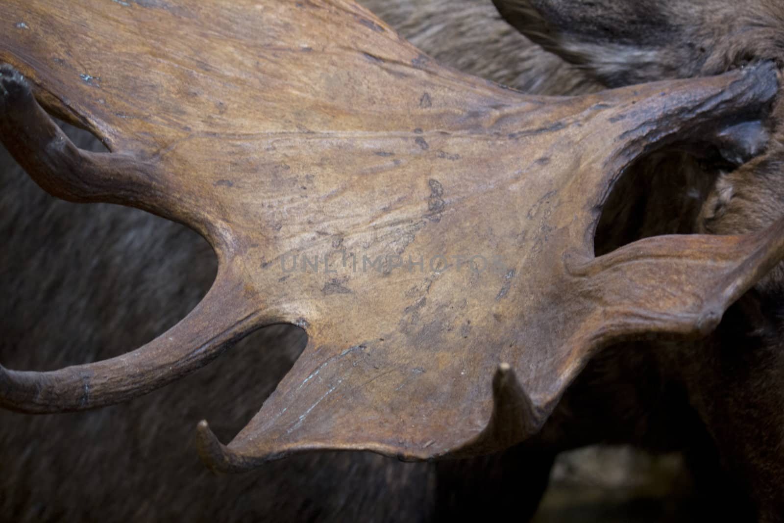 moose antler close up great for a texture