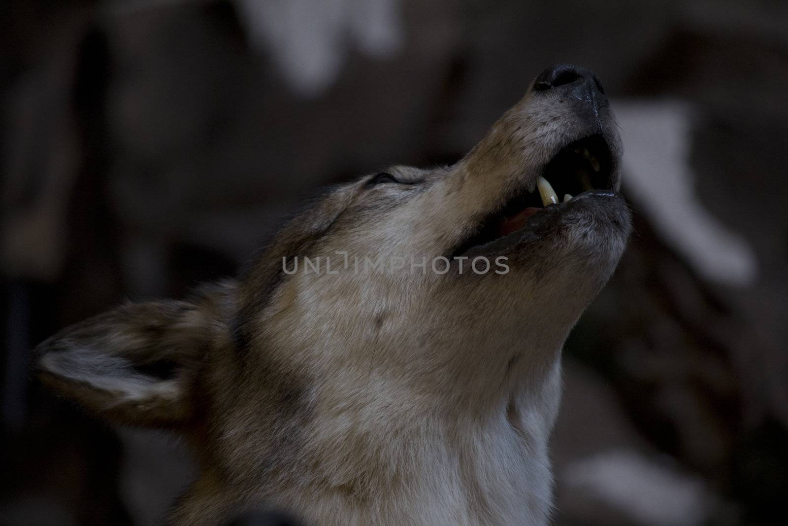 a close up of a howling wolf.