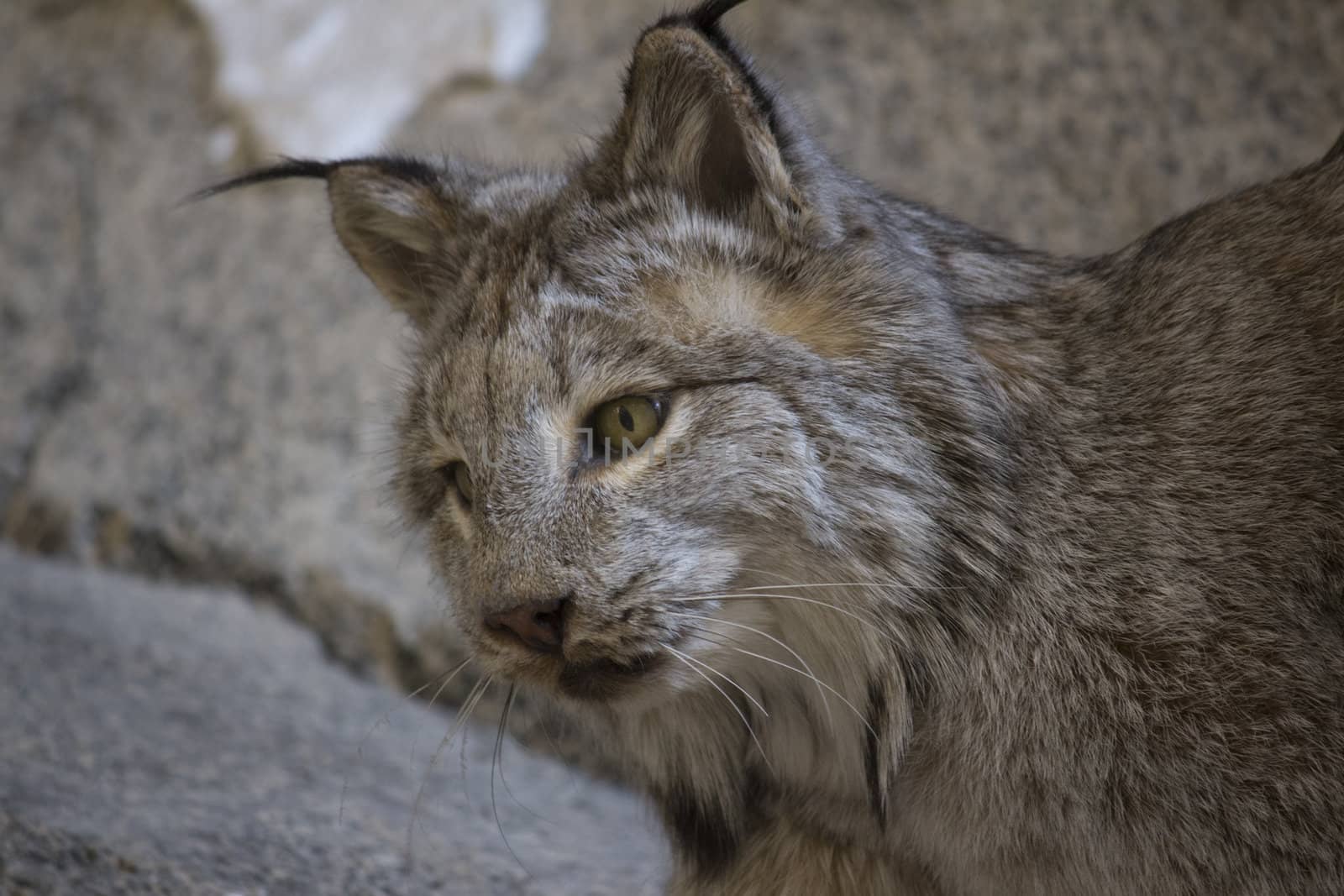 bobcat in the wild in its natural habitat