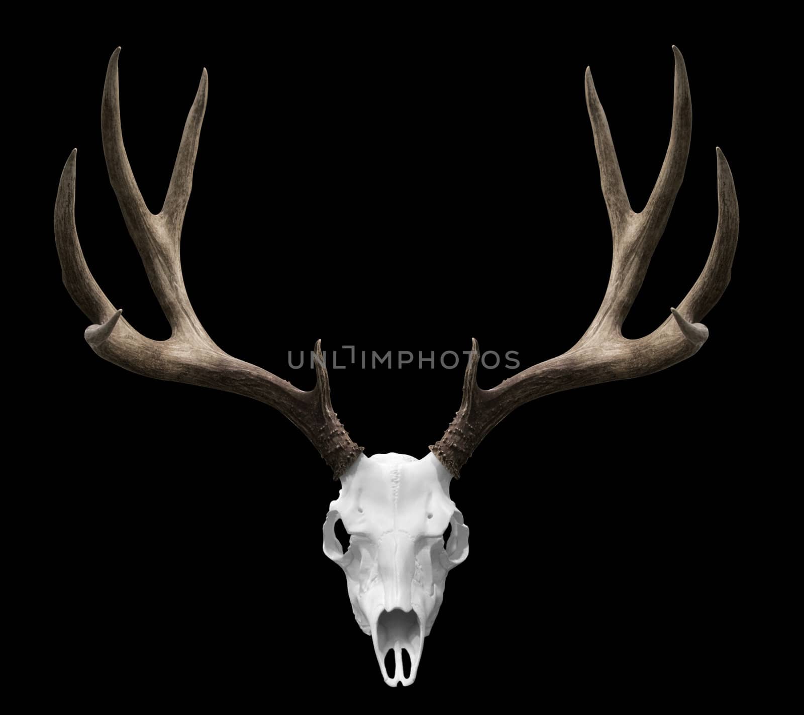 an isolated deer skull ready to drp into your designs.