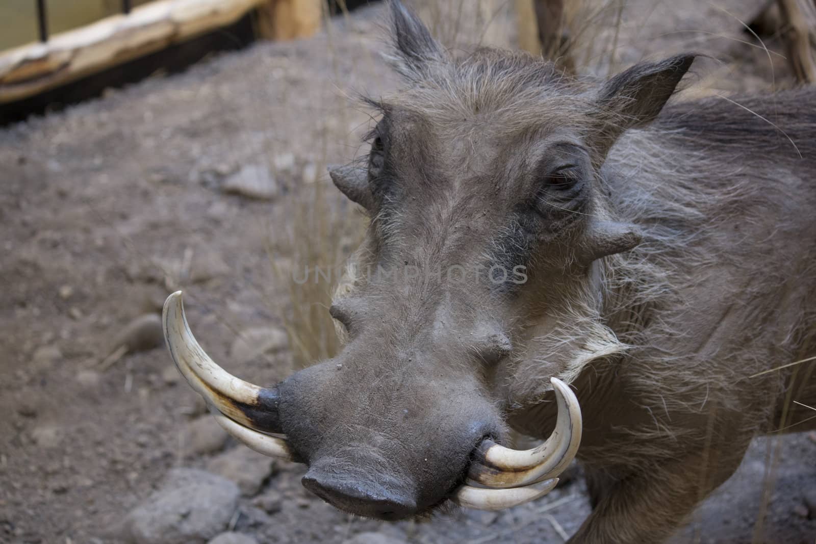 Warthog in the wild by jeremywhat