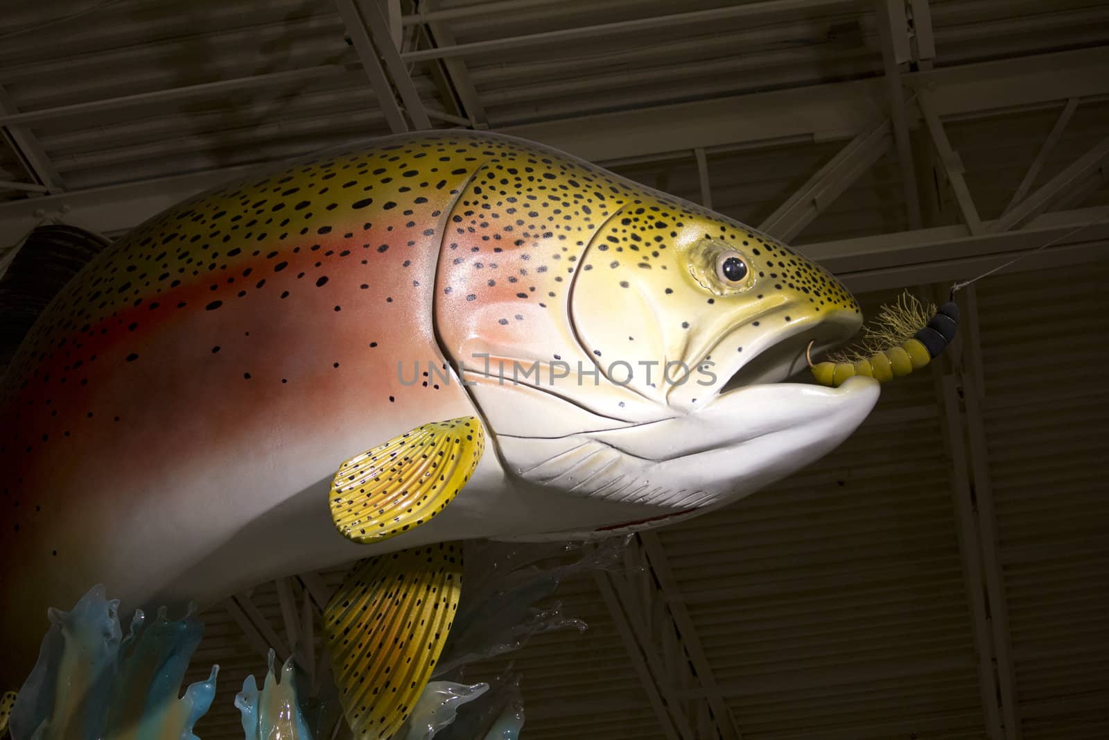 a large reainbow trout staue biting a flie