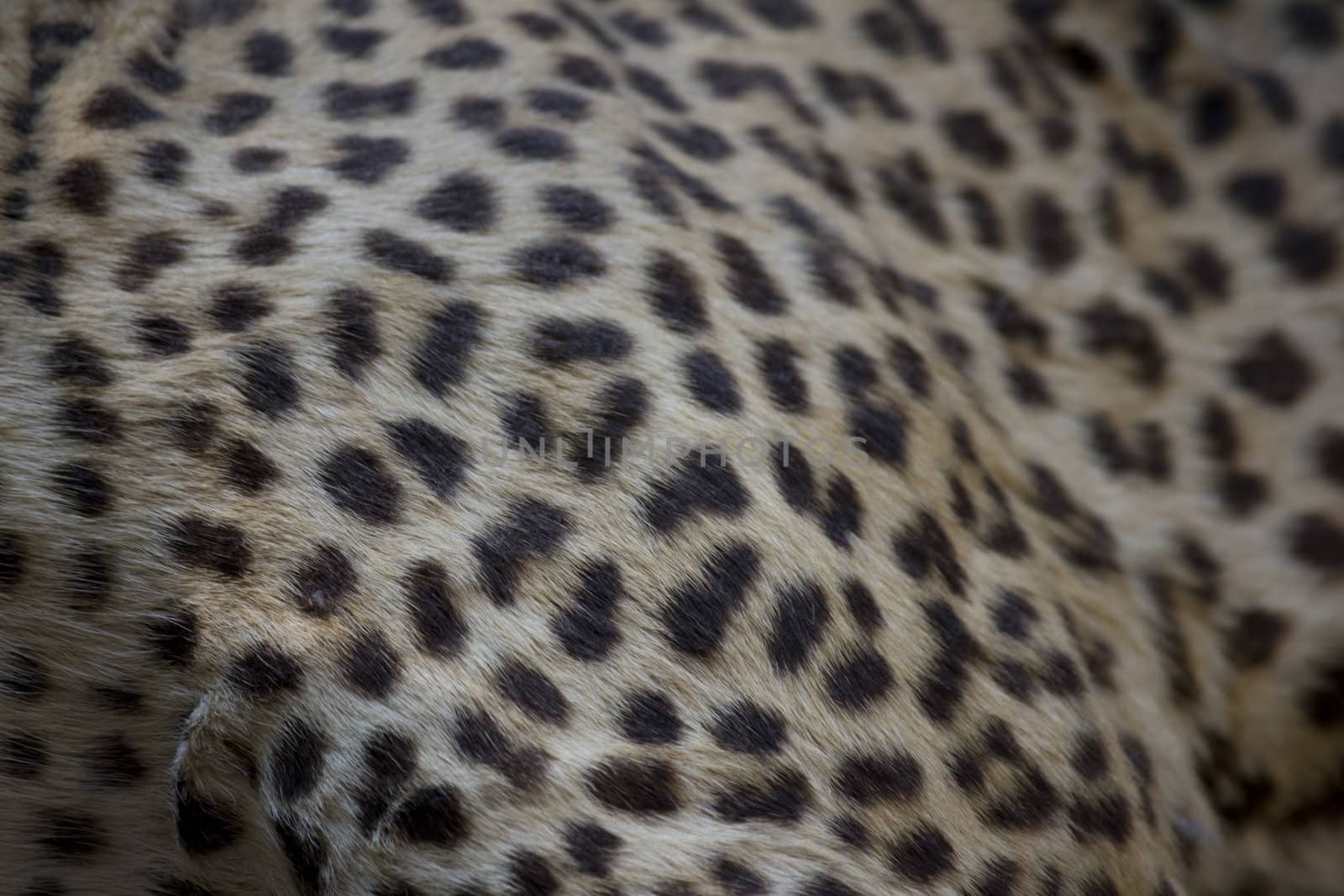 Leopard print by jeremywhat