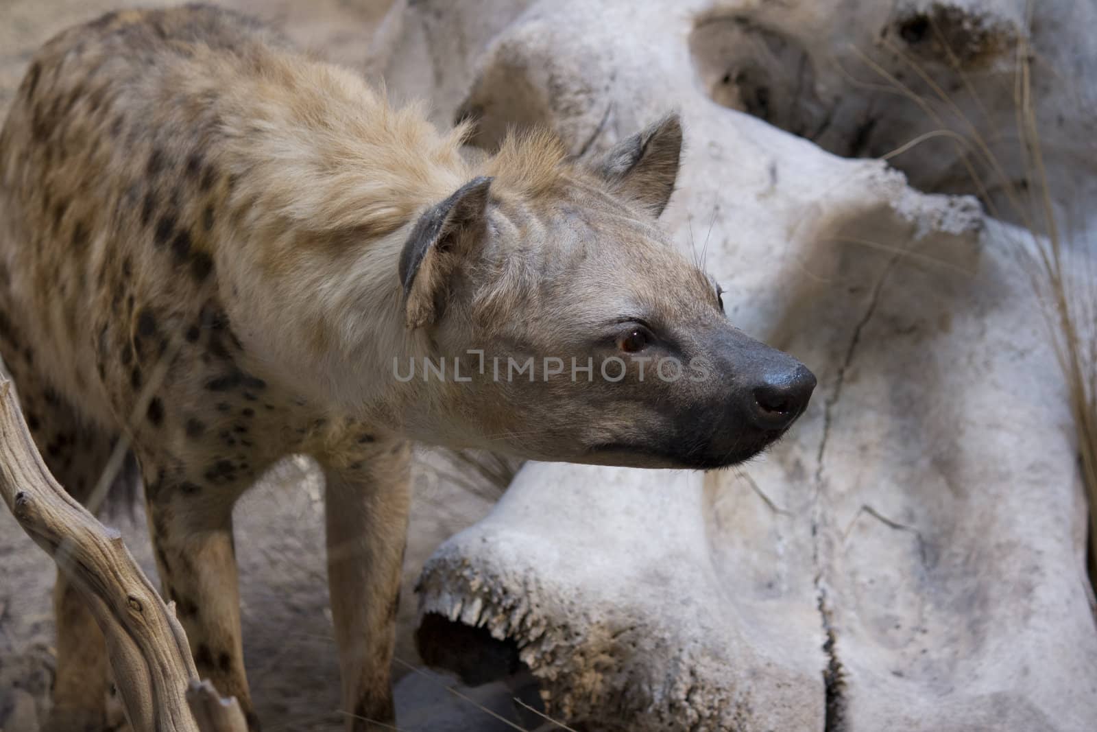 hyena by jeremywhat